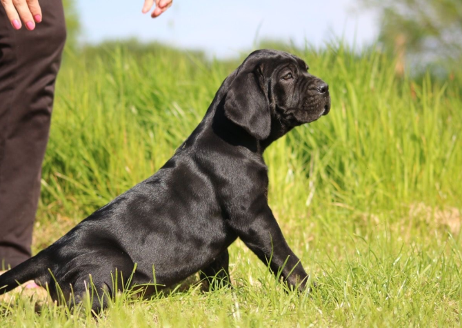 A KALİTE ÜST DÜZEY CANE CORSA YAVRULARI